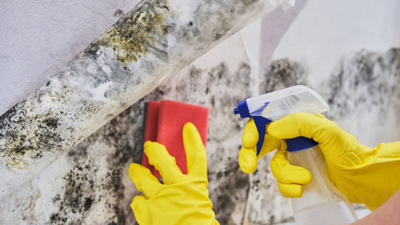 Black Mold Remediation in Dallas, TX
