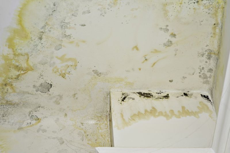 Mold Cleanup Service in Fort Lauderdale, FL